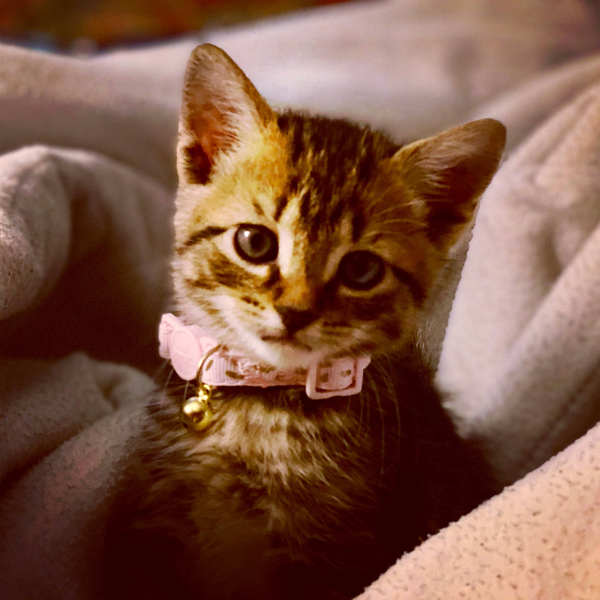 Calliope joined the competition — help win amazing prizes! carnivore, cat, claw, comfort, domestic_short_haired_cat, ear, fawn, felidae, fur, paw, pet_supply, small_to_medium_sized_cats, snout, whiskers