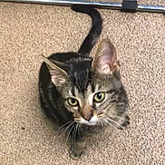 Charlie is registered to the contest to win money with this photo: cat, tabby, pet, animal, indoor, carpet, fur, whiskers, ears, tail, looking_up, curious, cute, mammal, feline, domestic_animal, closeup, sitting, young_cat, housecat