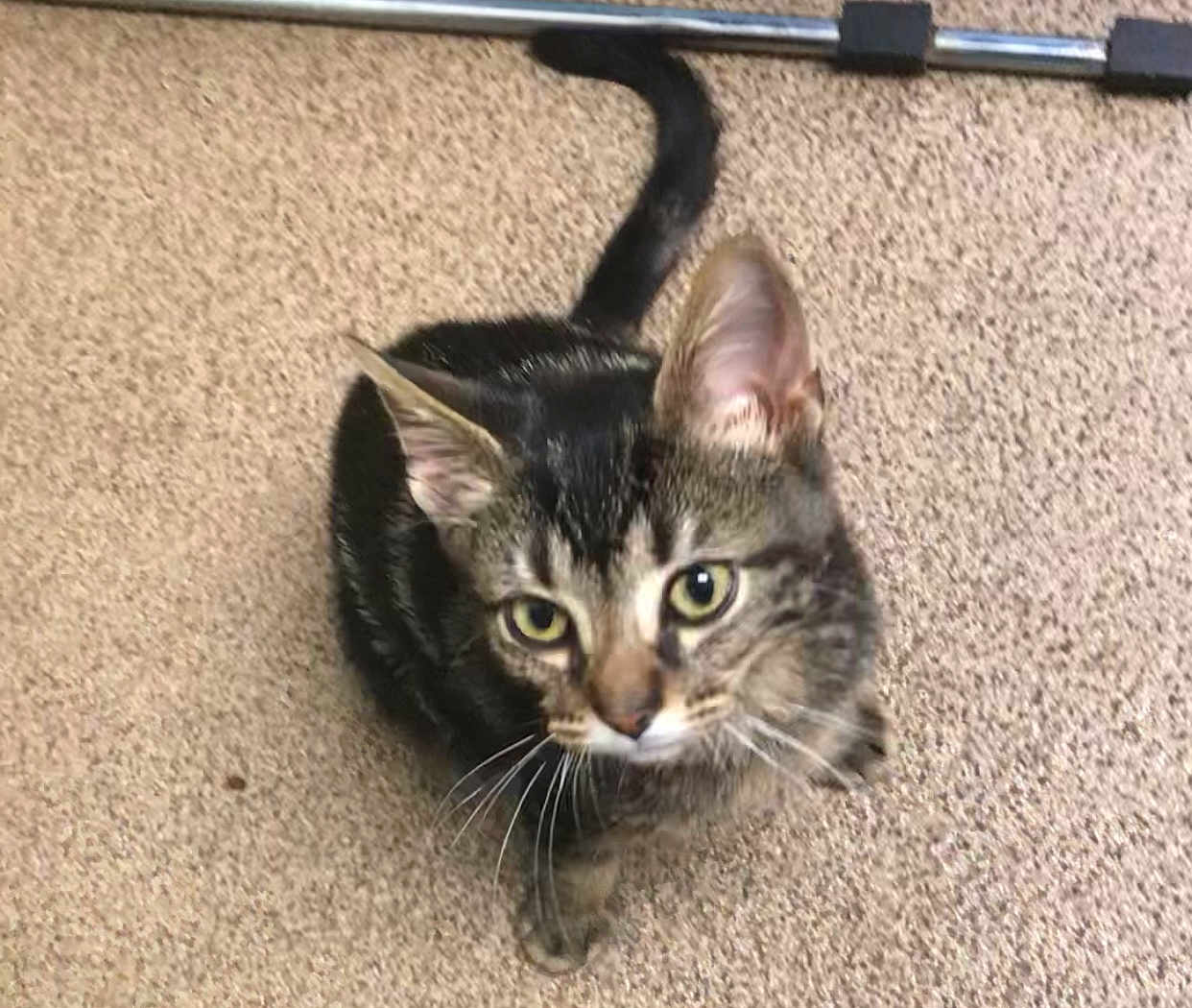 Charlie is registered to the contest to win money with this photo: cat, tabby, pet, animal, indoor, carpet, fur, whiskers, ears, tail, looking_up, curious, cute, mammal, feline, domestic_animal, closeup, sitting, young_cat, housecat