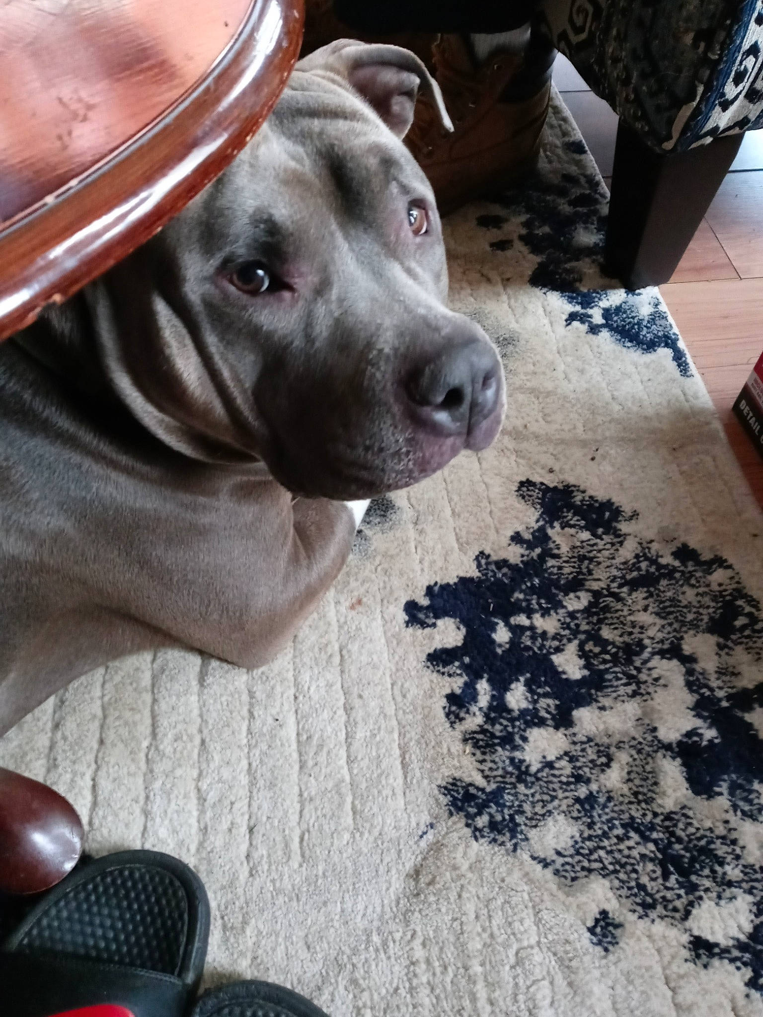 Cash is registered to the contest to win money with this photo: automotive_tire, black, canidae, carnivore, collar, companion_dog, dog, dog_breed, dog_collar, fawn, flooring, grey, guard_dog, hat, mouse, personal_protective_equipment, snout, sporting_group, whiskers, working_animal