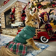 Belle is registered to the contest to win money with this photo: animal, carpet, christmas_tree, cozy, decor, dog, festive, fireplace, green_sweater, holiday_decorations, home, indoor, lights, ornaments, pet, plaid_skirt, rug, seasonal, stuffed_toy, toy_truck