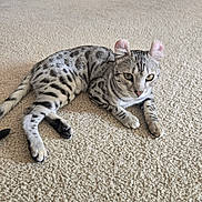Snow joined the competition — help win amazing prizes! cat, spotted_cat, curled_ears, carpet, indoor, pet, animal, feline, resting, alert, green_eyes, whiskers, paws, tail, household_items, background, fur, domestic_cat, cute, laying_down