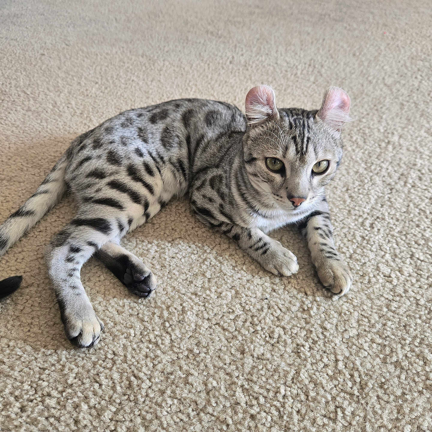 Snow joined the competition — help win amazing prizes! alert, animal, background, carpet, cat, curled_ears, cute, domestic_cat, feline, fur, green_eyes, household_items, indoor, laying_down, paws, pet, resting, spotted_cat, tail, whiskers