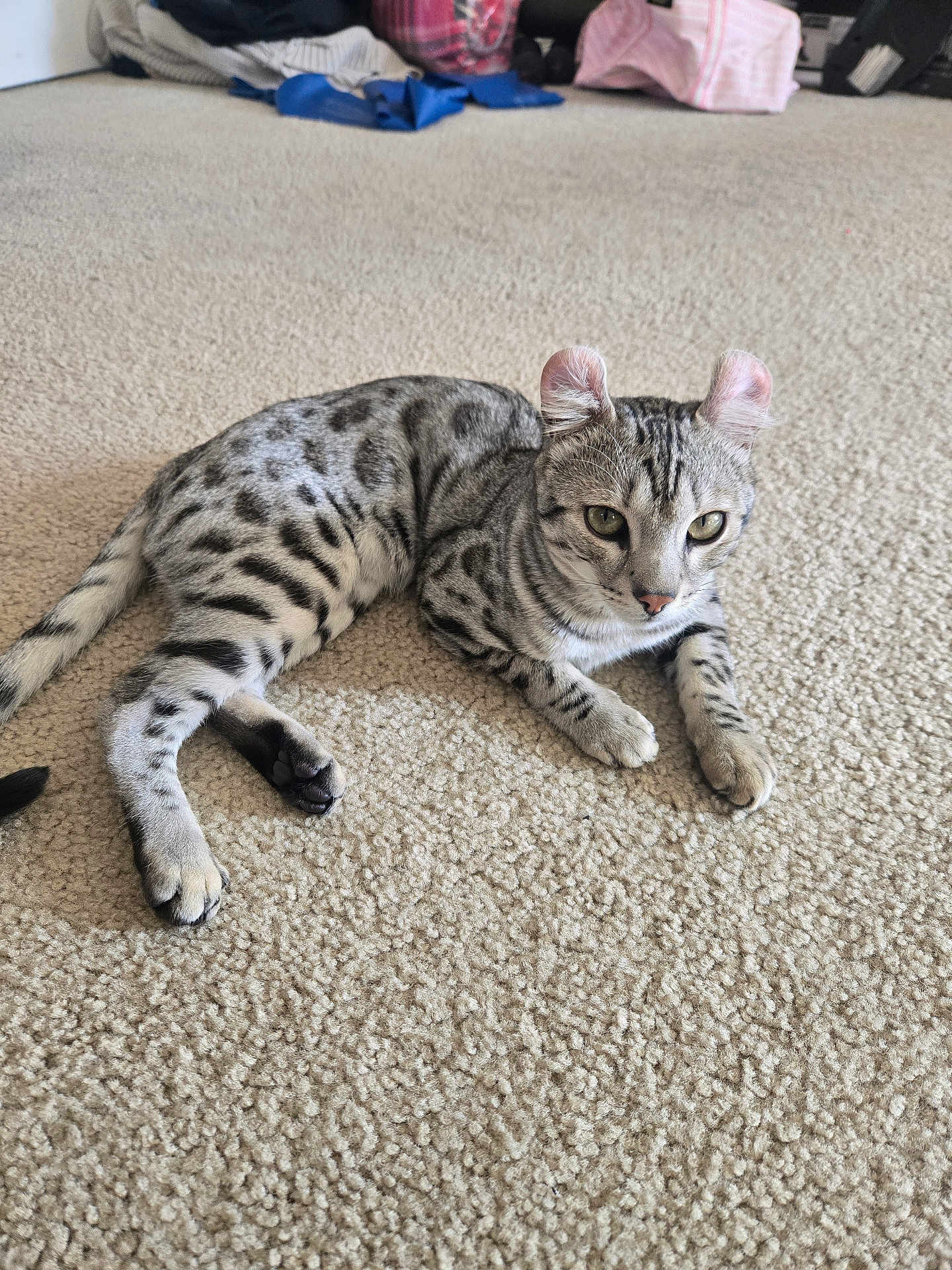 Snow joined the competition — help win amazing prizes! cat, spotted_cat, curled_ears, carpet, indoor, pet, animal, feline, resting, alert, green_eyes, whiskers, paws, tail, household_items, background, fur, domestic_cat, cute, laying_down
