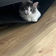 Apollo is registered to the contest to win money with this photo: cat, fluffy, indoor, wooden_floor, furniture, pet, animal, resting, curious, cozy, paws, hidden, domestic, mammal, cute, whiskers, ears, eyes, gray, white