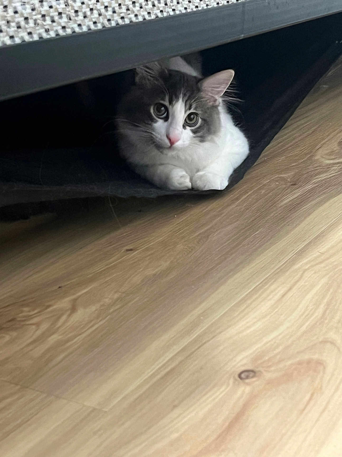 Apollo is registered to the contest to win money with this photo: cat, fluffy, indoor, wooden_floor, furniture, pet, animal, resting, curious, cozy, paws, hidden, domestic, mammal, cute, whiskers, ears, eyes, gray, white