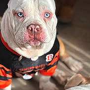 Gizmo is registered to the contest to win money with this photo: dog, white_dog, blue_eyes, pet, indoor, floor, wooden_floor, jersey, black_jersey, orange_jersey, cincinnati_bengals, animal, companion, close_up, sitting, cute, domestic_animal, canine, friend, portrait