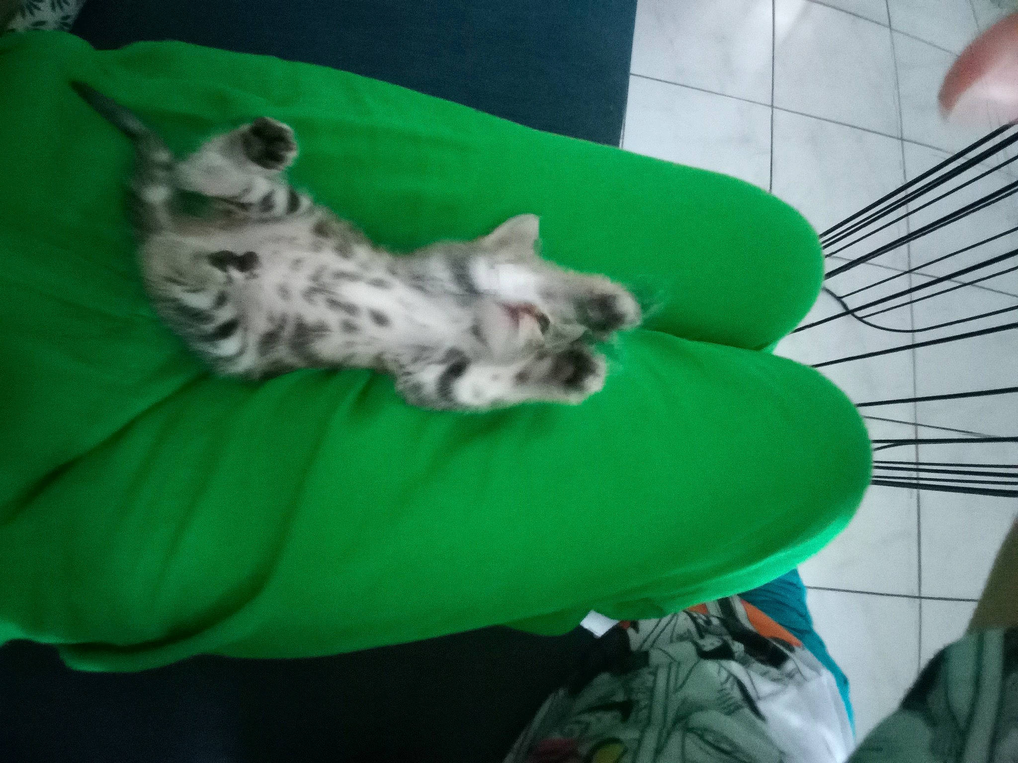 Plume participe au concours pour gagner de l'argent avec cette photo : canidae, carnivore, comfort, companion_dog, dog_breed, domestic_short_haired_cat, fawn, felidae, fur, grass, nap, paw, puppy, schnauzer, small_to_medium_sized_cats, snout, sporting_group, tail, toy_dog, whiskers