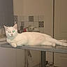 Filou a rejoint le concours — aidez-le/la à gagner de superbes lots ! bottle, carbonated_soft_drinks, carnivore, cat, coca_cola, cola, domestic_short_haired_cat, drink, felidae, fur, gas, logo, machine, paw, refrigerator, room, small_to_medium_sized_cats, soft_drink, tail, whiskers
