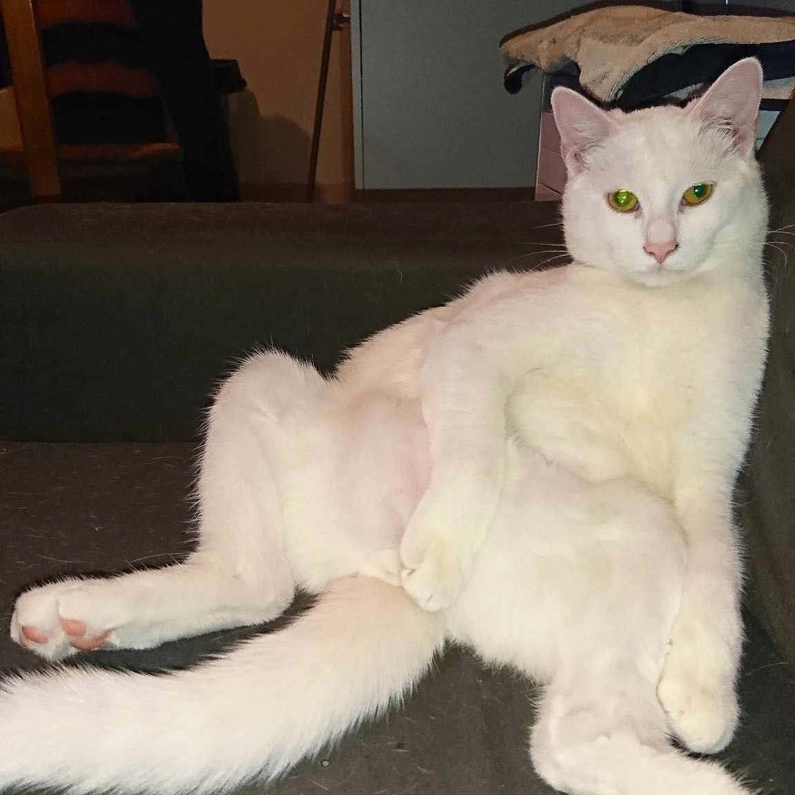 Filou