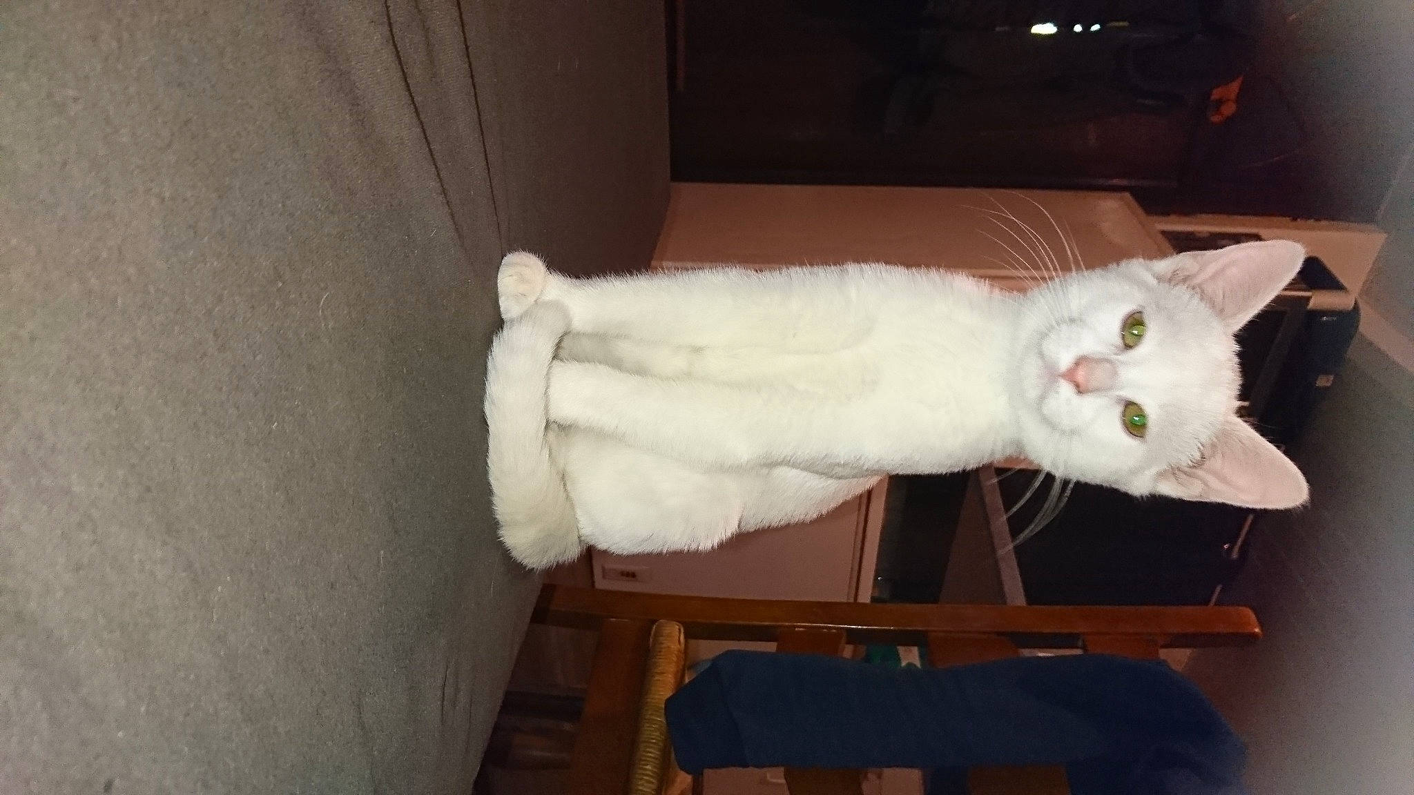 Filou a rejoint le concours — aidez-le/la à gagner de superbes lots ! carnivore, cat, domestic_short_haired_cat, ear, felidae, fur, hardwood, head, mammal, paw, small_to_medium_sized_cats, tail, whiskers, wood