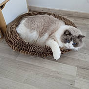 Organza a rejoint le concours — aidez-le/la à gagner de superbes lots ! cat, blue_eyes, fluffy, cardboard_bed, honeycomb_pattern, floor, wooden_floor, indoor, pet, relaxed, curious, feline, domestic_cat, animal, resting, white_and_gray, cute, cozy, paw, whiskers