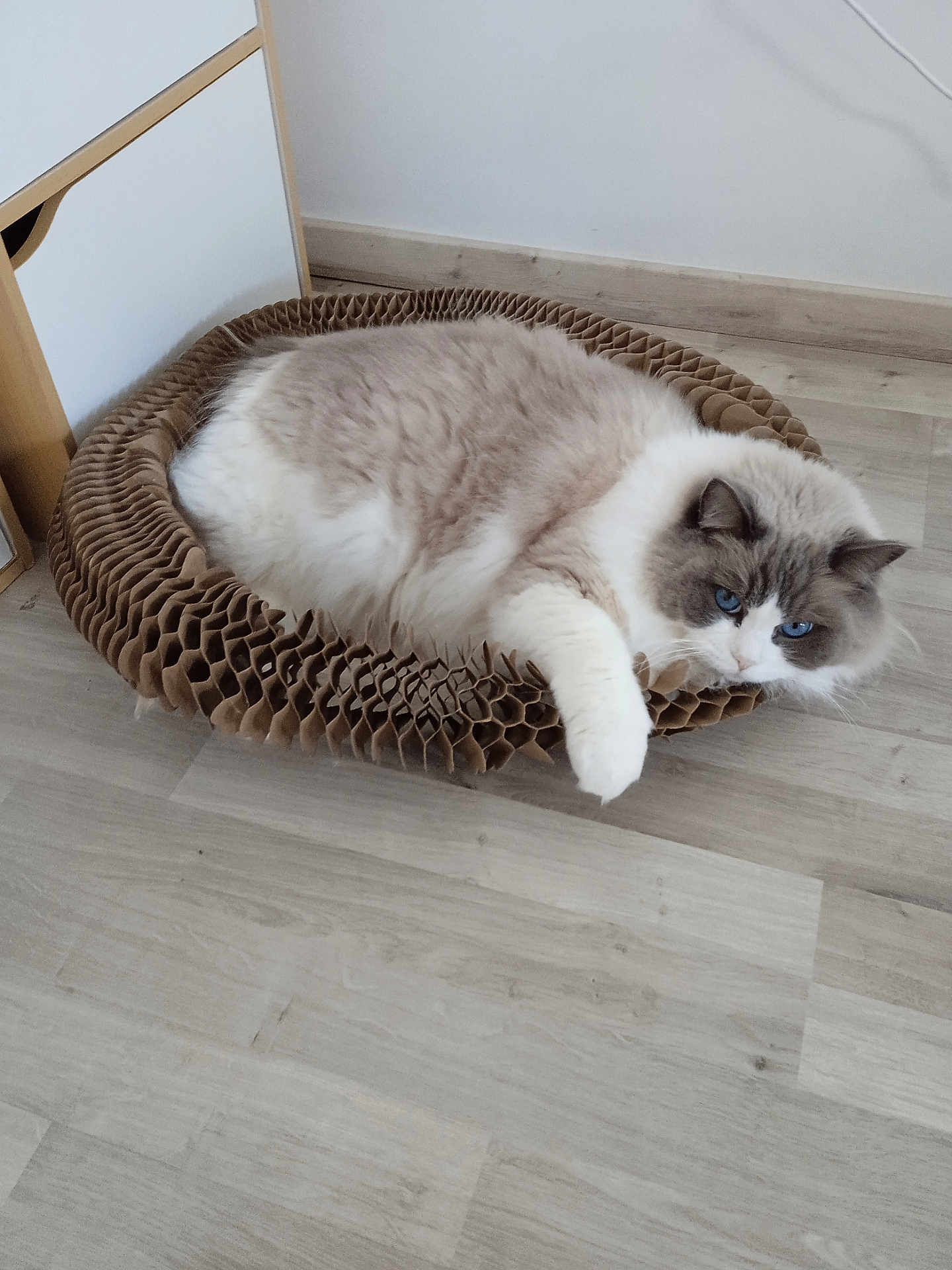 Organza a rejoint le concours — aidez-le/la à gagner de superbes lots ! cat, blue_eyes, fluffy, cardboard_bed, honeycomb_pattern, floor, wooden_floor, indoor, pet, relaxed, curious, feline, domestic_cat, animal, resting, white_and_gray, cute, cozy, paw, whiskers