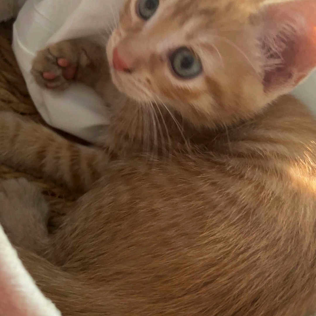 Rebelle a rejoint le concours — aidez-le/la à gagner de superbes lots ! animal, blanket, cat, close_up, cozy, cute, ears, eyes, feline, fur, indoor, kitten, orange_tabby, paw, pet, resting, sleeping_area, soft, whiskers, young