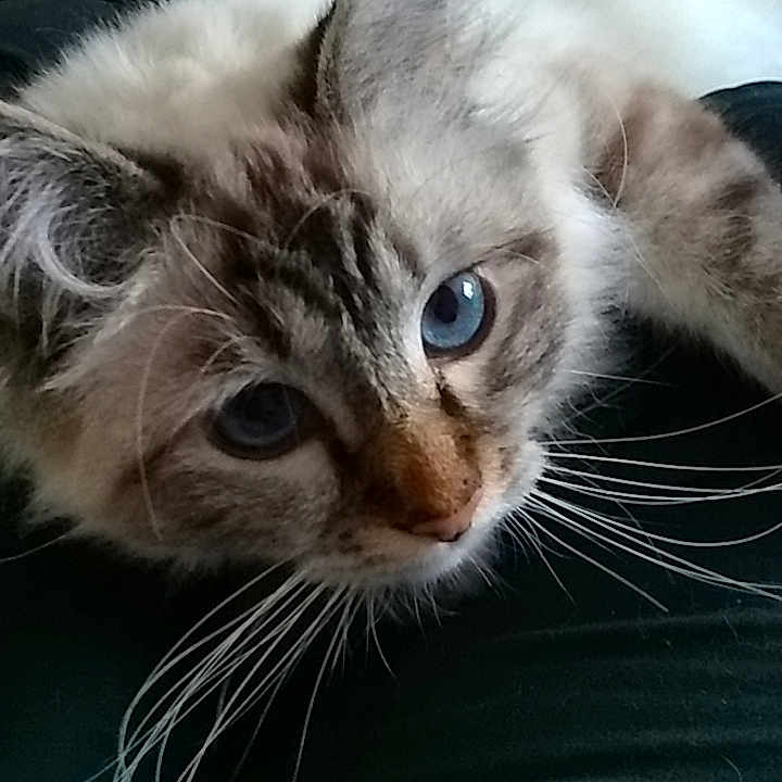 Maeko