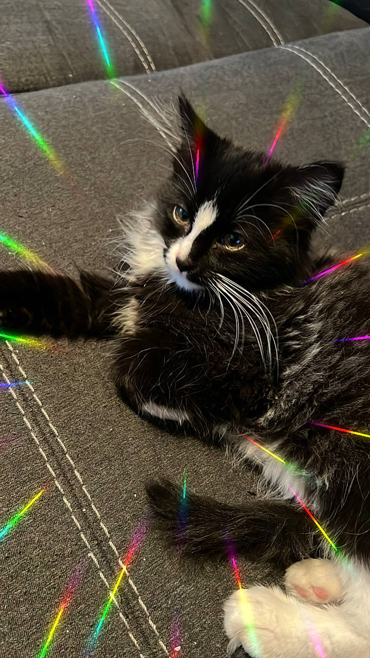 Alice is registered to the contest to win money with this photo: carnivore, cat, cat_toy, claw, domestic_short_haired_cat, felidae, floor, flooring, foot, fur, grass, green, light, paw, road_surface, small_to_medium_sized_cats, tail, whiskers