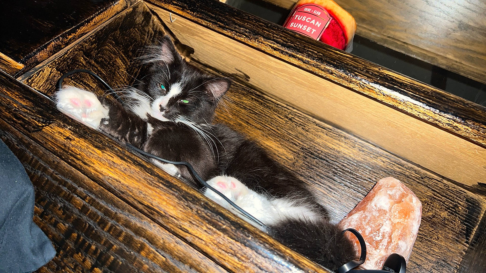 Alice joined the competition — help win amazing prizes! auto_part, automotive_exterior, automotive_lighting, brown, bumper, carnivore, cat, comfort, domestic_short_haired_cat, felidae, flooring, fur, hardwood, metal, small_to_medium_sized_cats, tail, whiskers, windshield, wood, wood_stain