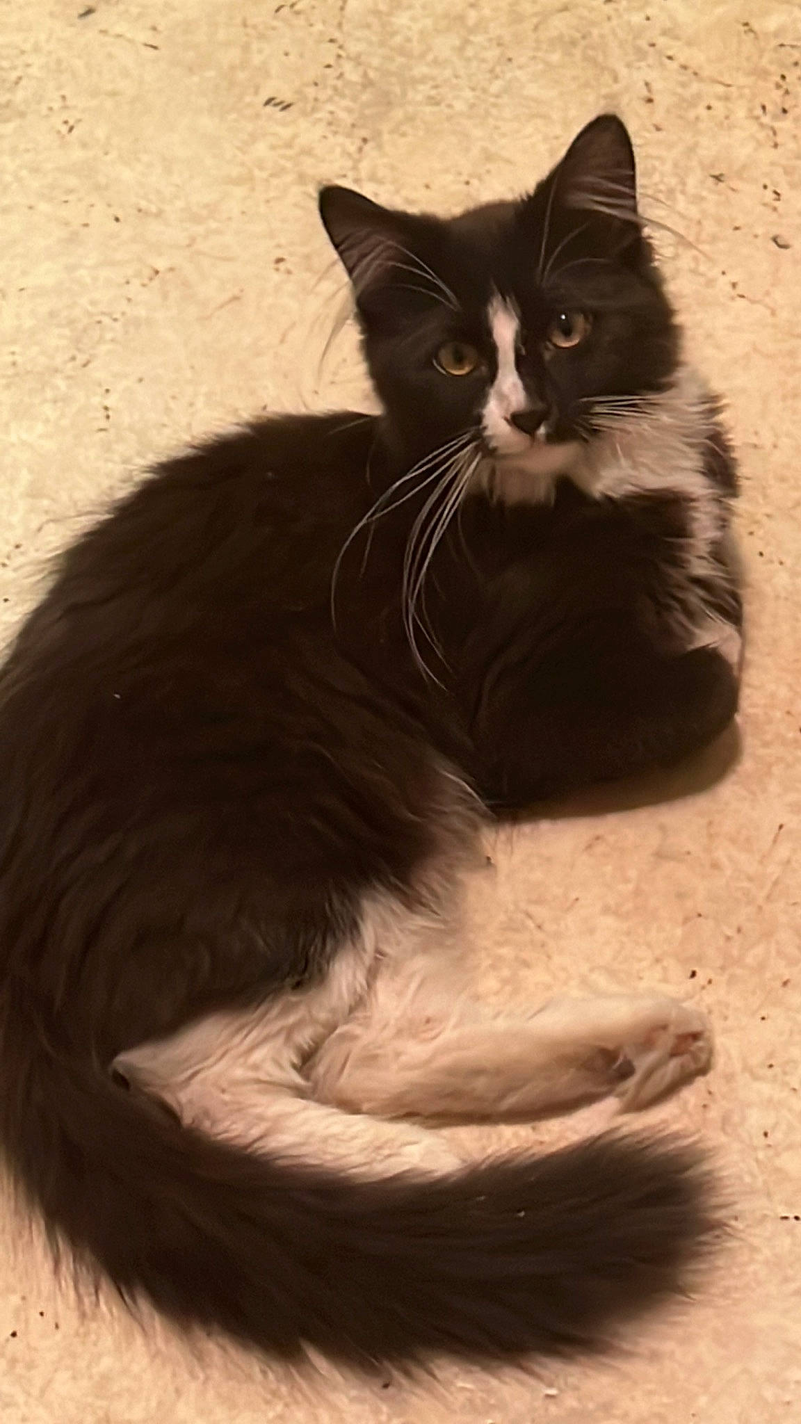 Alice is registered to the contest to win money with this photo: black_cat, box, carnivore, cat, claw, comfort, domestic_short_haired_cat, felidae, flooring, foot, fur, paw, shadow, sitting, small_to_medium_sized_cats, snout, tail, terrestrial_animal, whiskers, wood