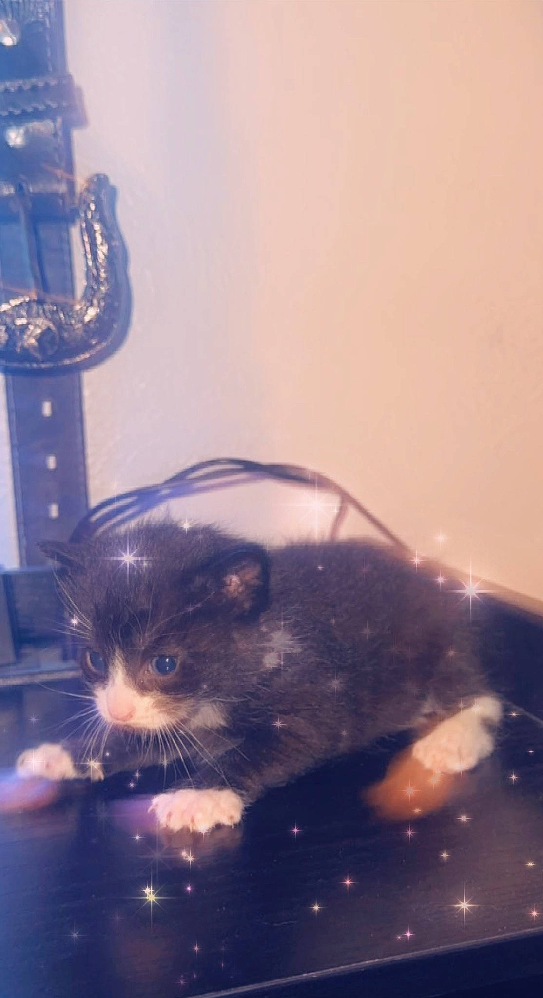 Nixon joined the competition — help win amazing prizes! black_cat, carnivore, cat, claw, darkness, domestic_short_haired_cat, electric_blue, felidae, fur, holiday, small_to_medium_sized_cats, snout, tail, terrestrial_animal, tints_and_shades, tree, whiskers, wildlife, window