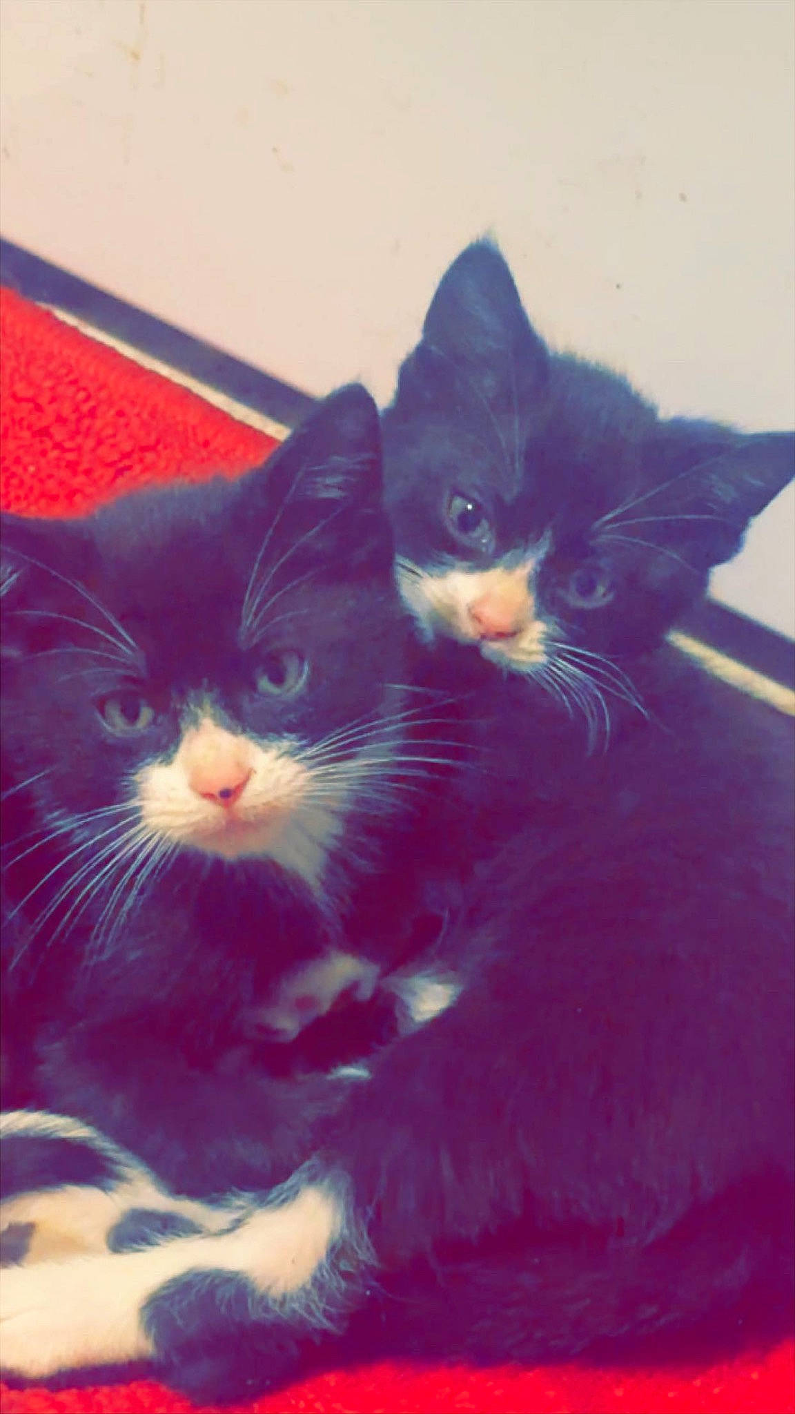 Nixon joined the competition — help win amazing prizes! art, carnivore, cat, comfort, domestic_short_haired_cat, electric_blue, felidae, fur, lap, love, mammal, paw, small_to_medium_sized_cats, snout, square, tail, tints_and_shades, vertebrate, whiskers, window