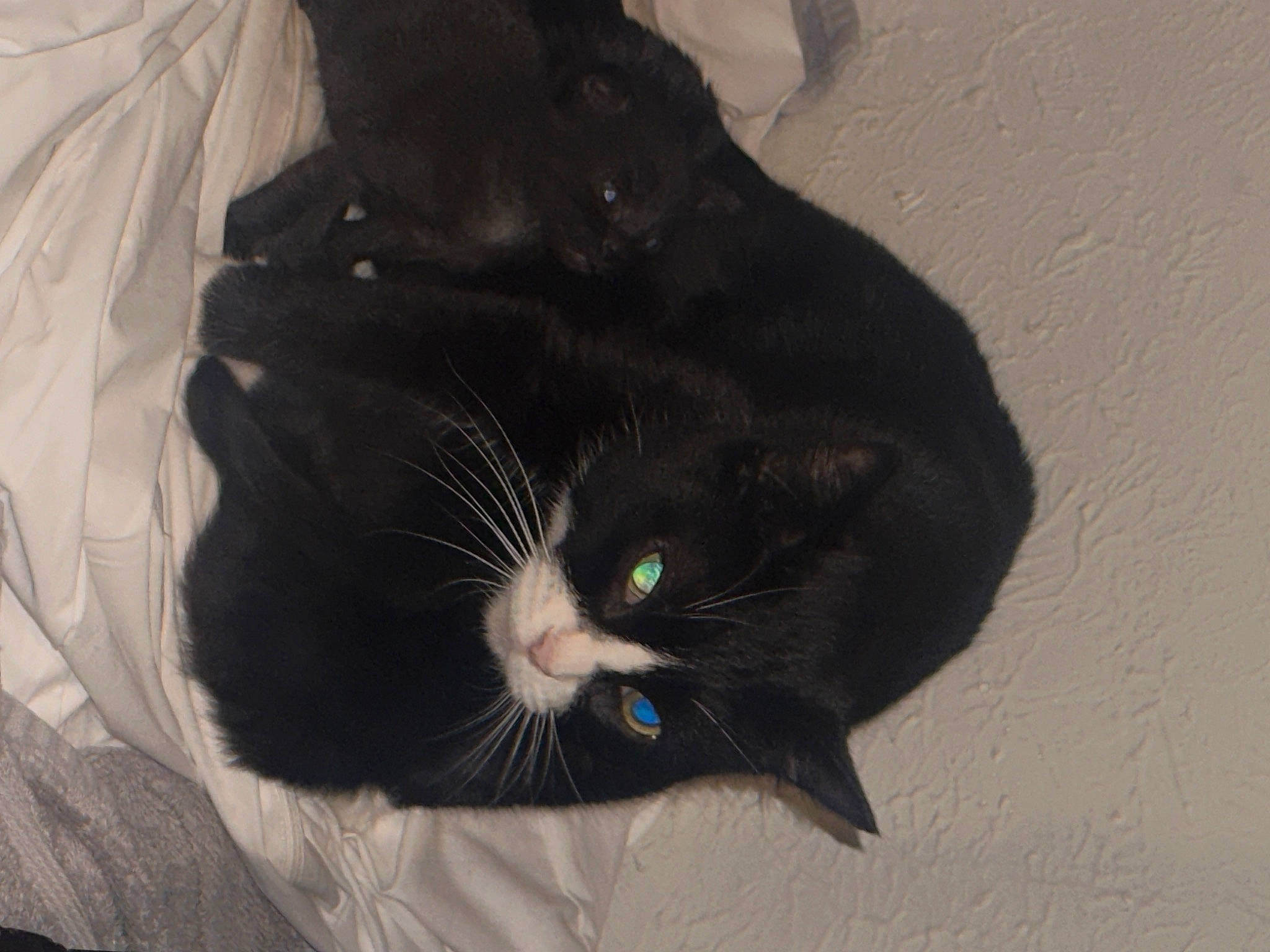 Kat is registered to the contest to win money with this photo: black_cat, carnivore, cat, claw, comfort, domestic_short_haired_cat, felidae, fur, small_to_medium_sized_cats, snout, tail, terrestrial_animal, whiskers