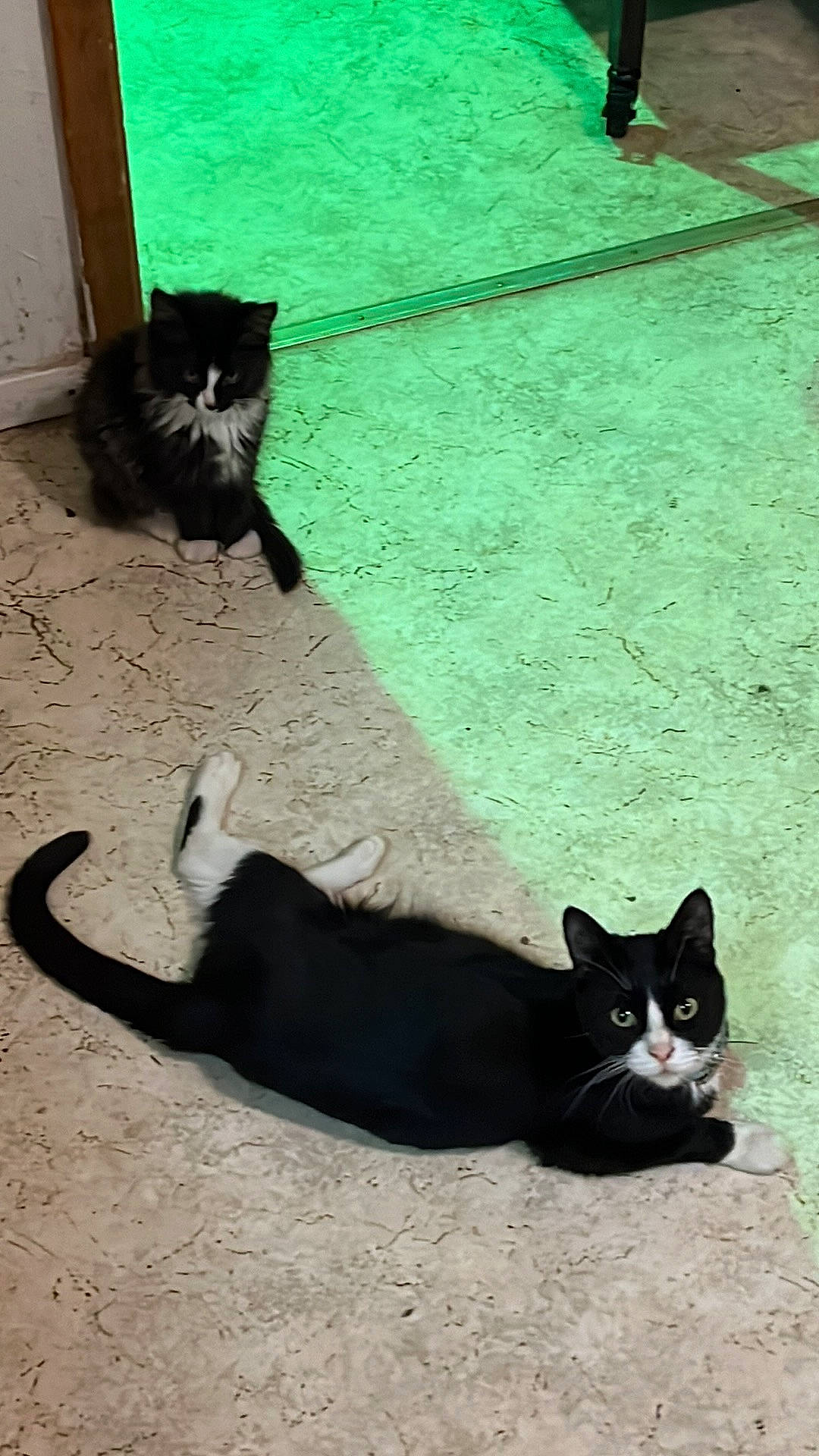 Kat joined the competition — help win amazing prizes! black_cat, carnivore, cat, companion_dog, dog_breed, domestic_short_haired_cat, felidae, flooring, fur, grass, green, grey, mammal, shadow, small_to_medium_sized_cats, snapshot, snout, tail, tints_and_shades, whiskers