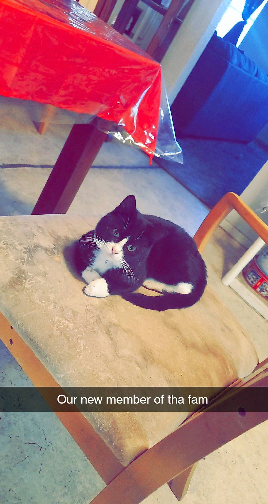 Kat is registered to the contest to win money with this photo: canidae, carmine, carnivore, cat, comfort, felidae, flooring, font, fur, line, magenta, rectangle, small_to_medium_sized_cats, snapshot, square, tail, tints_and_shades, umbrella, whiskers, wood