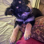 Bear joined the competition — help win amazing prizes! dog, puppy, pet, black_and_tan, fur, paws, couch, pillow, blanket, head_tilt, looking_up, eyes, nose, whiskers, indoor, cozy, sofa, portrait, playful, cute