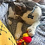 blanket, cat, closeup, collar, cozy, curly_ribbons, domestic_animal, fabric, feline, fur, indoor, name_tag, paw, pet, pillow, playful, relaxed, resting, toy, whiskers