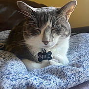 Milo joined the competition — help win amazing prizes! animal, blanket, calm, cat, close_up, collar, cozy, cute, domestic_cat, feline, fur, gray_and_white, indoor, pet, relaxed, resting, sleeping, soft, tag, whiskers