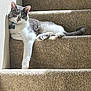 animal, carpet, cat, collar, comfort, cozy, feline, gray_and_white, home, indoor, paw, peaceful, pet, relaxation, resting, sleeping, stairs, sunlight, tail, whiskers