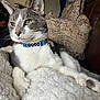 animal, blanket, cat, closeup, collar, cozy, cute, domestic_cat, fur, furniture, gray_cat, houseplant, indoor, pet, pillow, relaxed, resting, soft_texture, whiskers, white_cat
