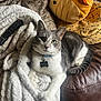 Milo is registered to the contest to win money with this photo: blanket, cat, collar, couch, cozy, feline, fish_design, fur, gray_and_white_cat, green_eyes, home, indoor, leather, name_tag, pet, pillow, relaxed, remote_control, whiskers, yellow_pillow