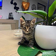 Max a rejoint le concours — aidez-le/la à gagner de superbes lots ! kitten, cat, tabby, plant, plant_pot, table, wooden_table, leaf, indoor, balloon, heart_shaped_balloon, clock, furniture, curious, cute, pet, domestic_animal, home, decor, small