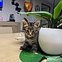 kitten, cat, tabby, plant, plant_pot, table, wooden_table, leaf, indoor, balloon, heart_shaped_balloon, clock, furniture, curious, cute, pet, domestic_animal, home, decor, small