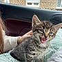 kitten, cat, tabby, animal, pet, indoor, blanket, hand, car, window, building, fur, cute, young, mammal, playful, expression, whiskers, ears, resting