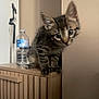 Max a rejoint le concours — aidez-le/la à gagner de superbes lots ! kitten, tabby, cat, furniture, wood, cabinet, water_bottle, indoor, curious, pet, animal, blurred, ears, eyes, paws, domestic, young, cute, home, light