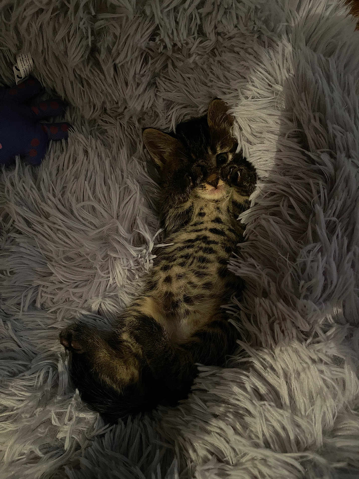 Max a rejoint le concours — aidez-le/la à gagner de superbes lots ! kitten, cat, tabby, paw, fluffy_rug, plush, toy, pet, animal, cute, small, playful, relaxed, indoor, fur, striped, whiskers, sleepy, cozy, soft