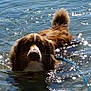 Gandja a rejoint le concours — aidez-le/la à gagner de superbes lots ! animal, calm, canine, daytime, dog, fur, lake, leash, nature, outdoor, pet, recreation, reflection, river, summer, sunlight, swimming, tail, water, wet