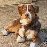 Gandja a rejoint le concours — aidez-le/la à gagner de superbes lots ! dog, brown_dog, white_fur, outdoor, concrete, resting, pet, canine, fur, collar, calm, relaxed, animal, sidewalk, stone, nature, domestic_animal, paw, muzzle, ears