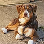 dog, brown_dog, white_fur, outdoor, concrete, resting, pet, canine, fur, collar, calm, relaxed, animal, sidewalk, stone, nature, domestic_animal, paw, muzzle, ears