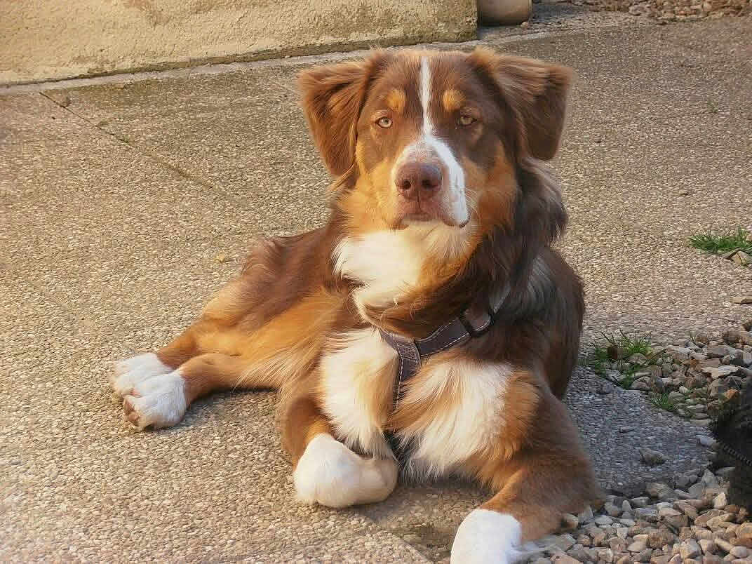 Gandja a rejoint le concours — aidez-le/la à gagner de superbes lots ! dog, brown_dog, white_fur, outdoor, concrete, resting, pet, canine, fur, collar, calm, relaxed, animal, sidewalk, stone, nature, domestic_animal, paw, muzzle, ears
