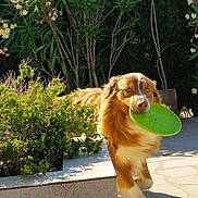 Gandja a rejoint le concours — aidez-le/la à gagner de superbes lots ! active, animal, brown_dog, canine, daylight, dog, fetch, flowering_plants, frisbee, garden, greenery, happy, nature, outdoor, patio, pet, plants, playful, sunlight, white_fur
