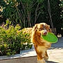 active, animal, brown_dog, canine, daylight, dog, fetch, flowering_plants, frisbee, garden, greenery, happy, nature, outdoor, patio, pet, plants, playful, sunlight, white_fur