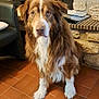 brown, canine, companion_animal, cozy, dog, domestic_animal, ears, face, fireplace, fluffy, fur, home_interior, indoor, looking_at_camera, mammal, pet, sitting, stone_wall, tiled_floor, white
