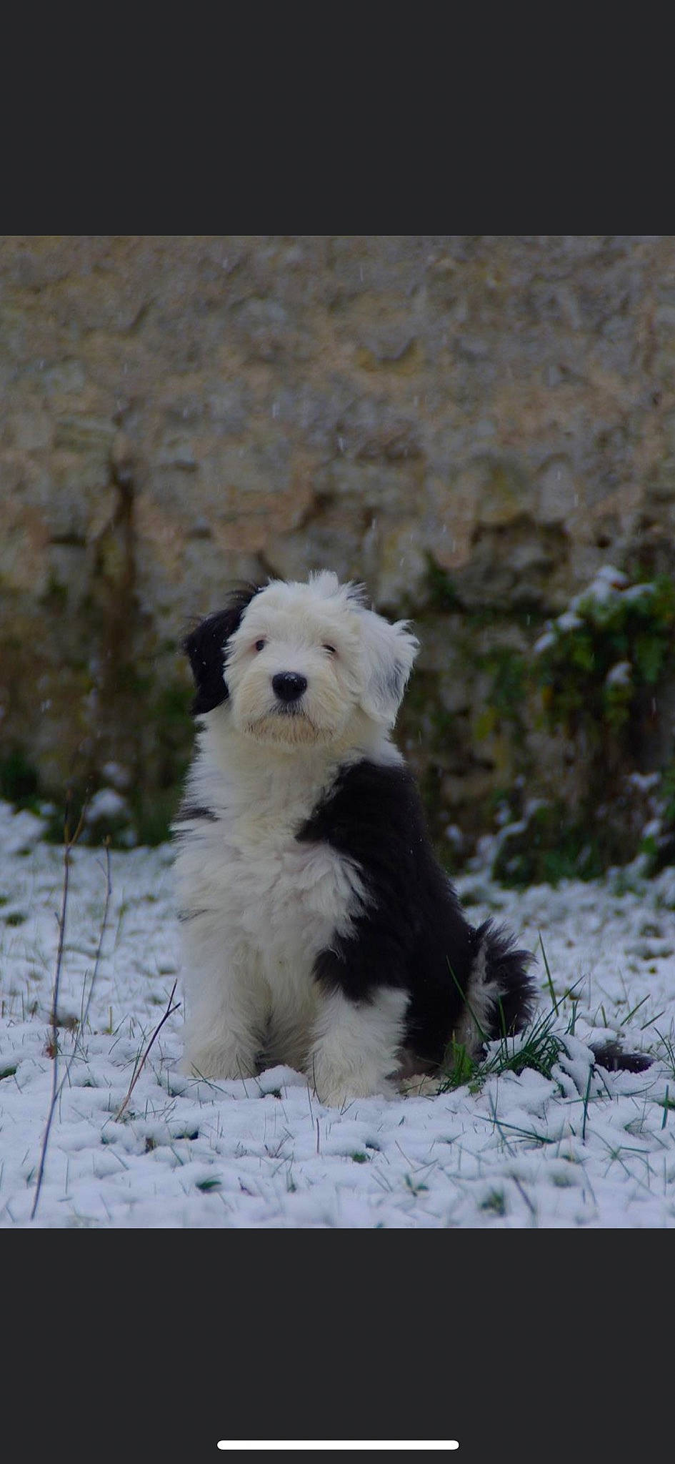 Fibby participe au concours pour gagner de l'argent avec cette photo : canidae, carnivore, collar, companion_dog, dog, dog_breed, dog_collar, freezing, fur, grass, non_sporting_group, plant, small_terrier, snow, sporting_group, terrestrial_animal, terrier, toy_dog, winter, working_animal