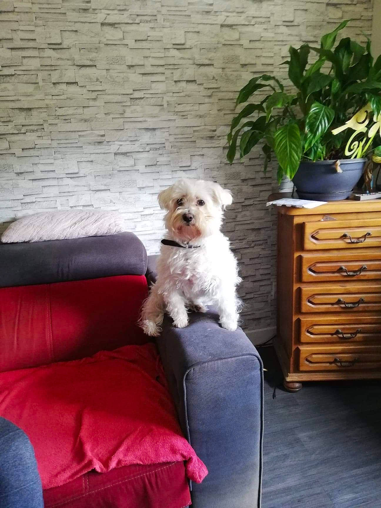 Moon participe au concours pour gagner de l'argent avec cette photo : cabinetry, carnivore, chair, chest_of_drawers, comfort, companion_dog, couch, dog, dog_breed, dog_supply, drawer, dresser, flowerpot, furniture, houseplant, living_room, mammal, plant, studio_couch, toy_dog