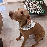 Oméga a rejoint le concours — aidez-le/la à gagner de superbes lots ! dog, bandana, tile_floor, blanket, dog_bed, indoor, pet, brown_dog, footwear, sneaker, looking_up, attentive, floor, curious, animal, domestic, pet_accessory, resting_area, home_interior, paw