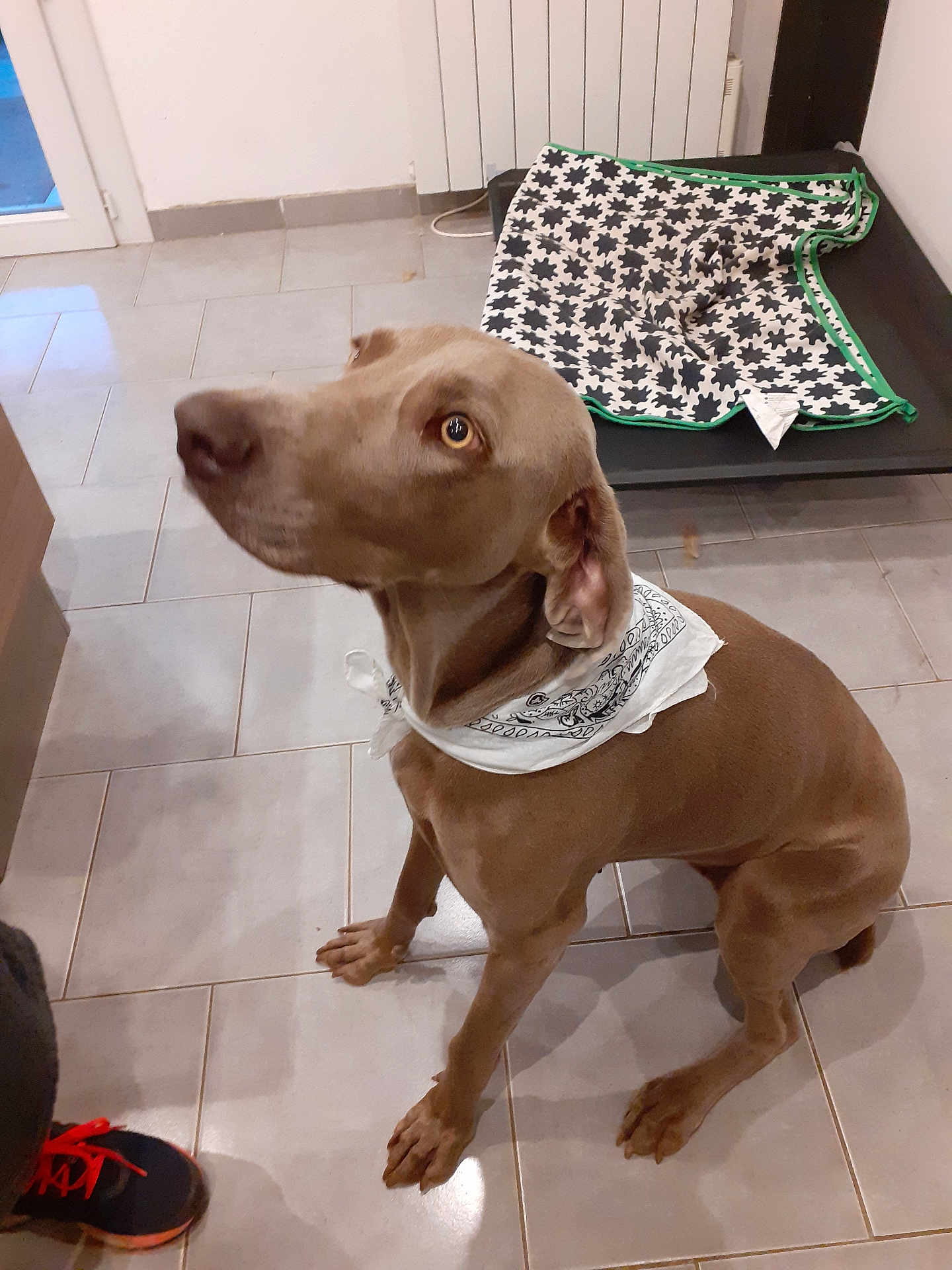 Oméga a rejoint le concours — aidez-le/la à gagner de superbes lots ! dog, bandana, tile_floor, blanket, dog_bed, indoor, pet, brown_dog, footwear, sneaker, looking_up, attentive, floor, curious, animal, domestic, pet_accessory, resting_area, home_interior, paw