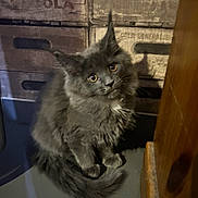 Démon a rejoint le concours — aidez-le/la à gagner de superbes lots ! cat, gray_cat, fluffy, curious, sitting, indoor, wooden_crates, floor, tiles, tail, feline, pet, animal, fur, ears, whiskers, eyes, looking_up, cozy, household